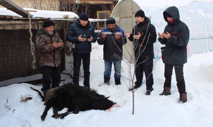 В Башкирии мэр принес в жертву барана и заказал православный молебен за российских солдат