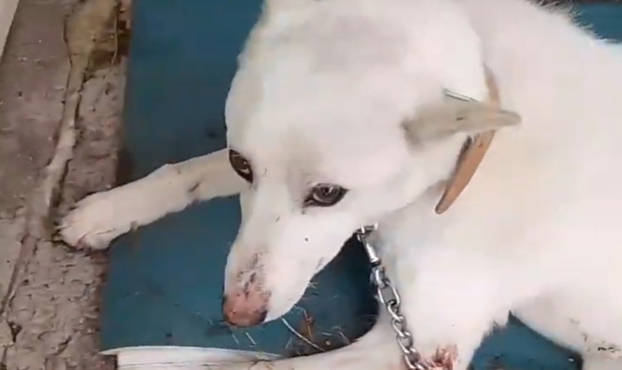 В Якутске отравили собаку шамана, шедшего изгонять Путина